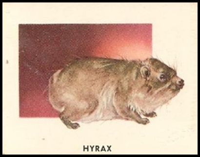 114 Hyrax